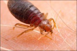 Bed Bug Control in Hotels