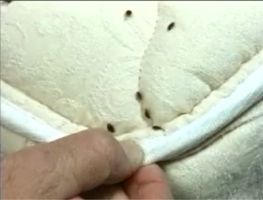 bedbug mattress