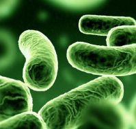 Legionella, a pathogenic group of Gram-negative bacteria